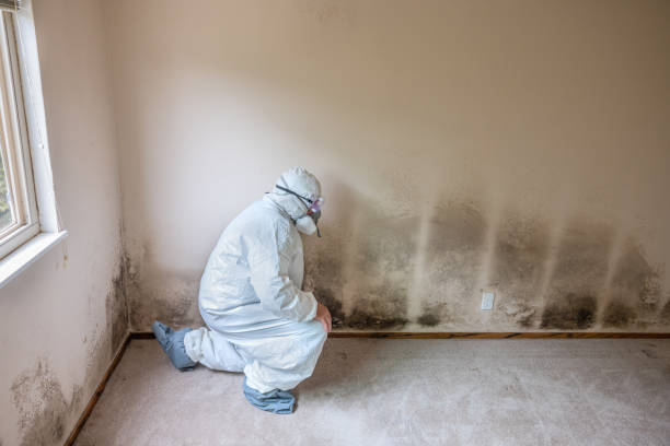 Best Black Mold Removal  in Chesterbrook, PA