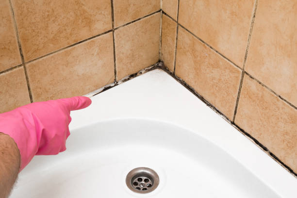 Best Affordable Mold Removal  in Chesterbrook, PA