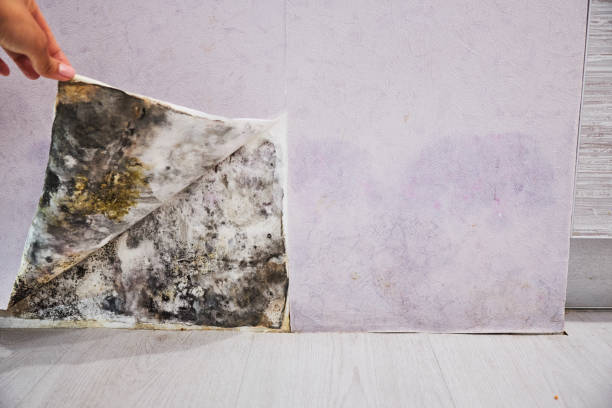 Trusted Chesterbrook, PA Mold Removal Experts